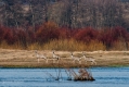 036_Biebrza - kwiecien 2011